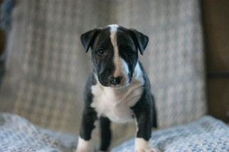 Bull Terrier Puppy for sale in LEETONIA, OH, USA