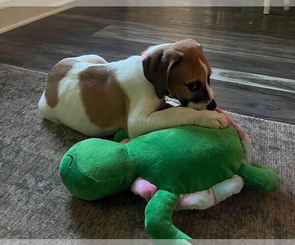 Medium Photo #4 American Pit Bull Terrier-Treeing Walker Coonhound Mix Puppy For Sale in Spotsylvania, VA, USA