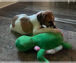 Small #3 American Pit Bull Terrier-Treeing Walker Coonhound Mix