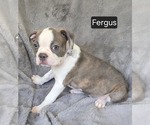 Small Photo #2 Boston Terrier Puppy For Sale in MINERAL WELLS, WV, USA