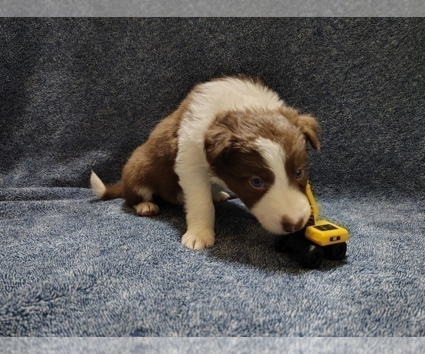 Medium Photo #6 Border Collie Puppy For Sale in NORBORNE, MO, USA