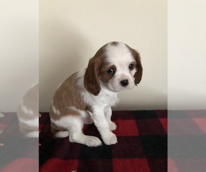 Cavalier King Charles Spaniel Puppy for sale in SENECA FALLS, NY, USA