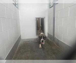 Catahoula Leopard Dog-Unknown Mix Dogs for adoption in Ocala, FL, USA