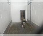 A391503 - Male Catahoula Leopard Dog-Unknown Mix Dog for Adoption - Small photo
