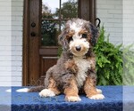 Small #3 Bernedoodle (Miniature)