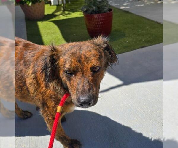 Medium Photo #3 Australian Shepherd-Collie Mix Puppy For Sale in San Diego, CA, USA