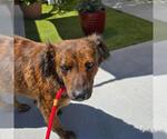 Small #2 Australian Shepherd-Collie Mix