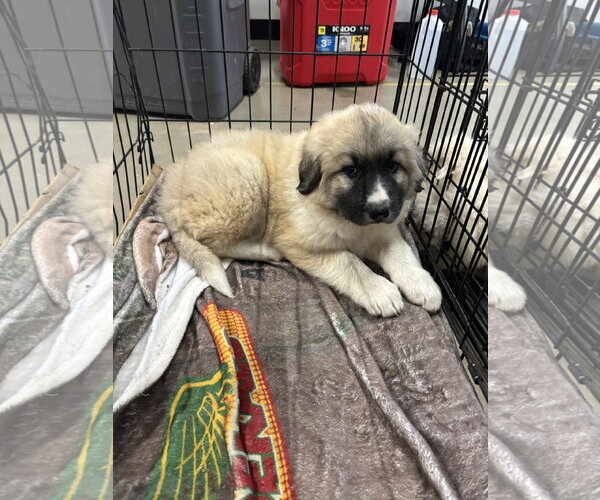 Medium Photo #4 Great Pyrenees Puppy For Sale in Harrison, AR, USA