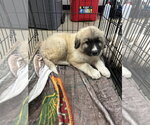 Small #3 Great Pyrenees
