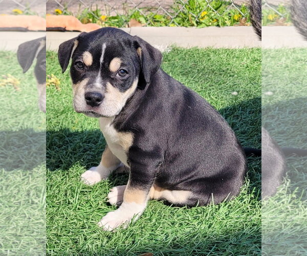 Medium Photo #3 Mutt Puppy For Sale in Des Moines, IA, USA