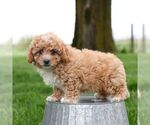 Small #2 Cavapoo