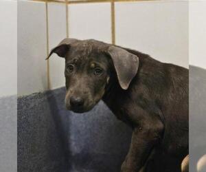 Doberman Pinscher-Unknown Mix Dogs for adoption in San Antonio, TX, USA