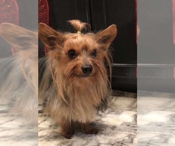 Medium Photo #3 Yorkshire Terrier Puppy For Sale in MOUNT CARMEL, PA, USA