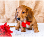 Small #14 Dachshund