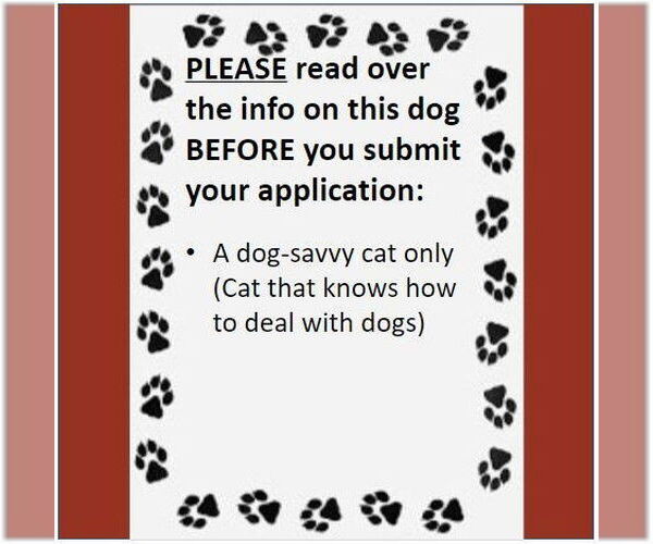 Medium Photo #4 Mutt Puppy For Sale in Fargo, ND, USA