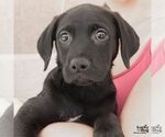 Small #2 Labrador Retriever Mix