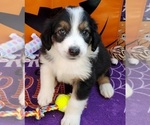 Puppy 9 English Shepherd