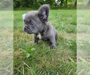 Medium French Bulldog