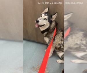 - Mix Dogs for adoption in Baytown, TX, USA