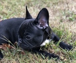 Small Photo #3 French Bulldog Puppy For Sale in LOGANVILLE, GA, USA