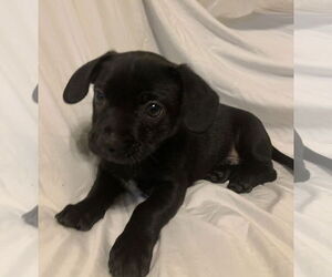 Chihuahua-Unknown Mix Dogs for adoption in The Woodlands, TX, USA