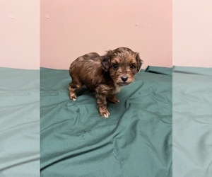 Morkie-Poodle (Miniature) Mix Puppy for sale in WHITE OAK, GA, USA