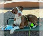 Small #2 American Pit Bull Terrier Mix