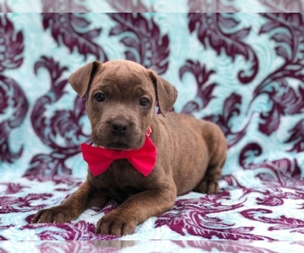Medium Photo #4 Cane Corso Puppy For Sale in CLAY, PA, USA