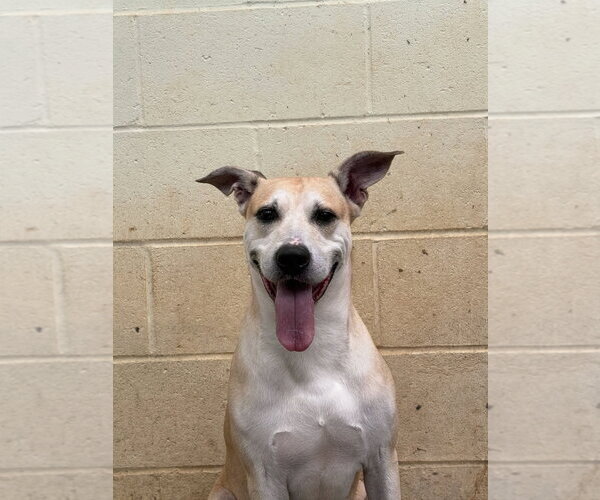 Medium Photo #1 Black Mouth Cur-Labrador Retriever Mix Puppy For Sale in Jackson, MS, USA