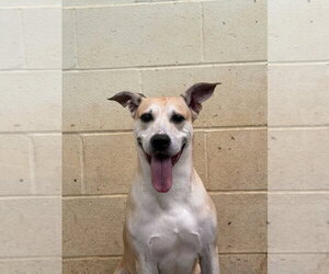 Bagel - Male Black Mouth Cur-Labrador Retriever Mix Dog for Adoption