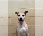 Bagel - Male Black Mouth Cur-Labrador Retriever Mix Dog for Adoption - Small photo
