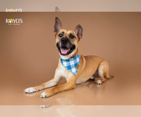 Medium Photo #14 German Shepherd Dog-Unknown Mix Puppy For Sale in Sandy, UT, USA