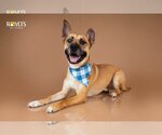 Small #13 German Shepherd Dog Mix