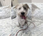 Small #1 Cairn Terrier Mix