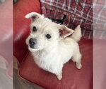 Small Chihuahua Mix