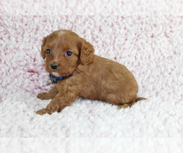 Medium Photo #8 Cavapoo Puppy For Sale in HOMELAND, CA, USA