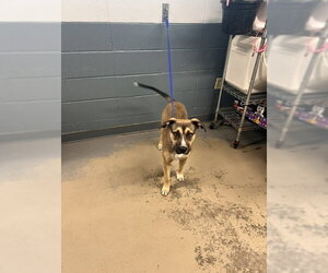 Akita-American Pit Bull Terrier Mix Dogs for adoption in Tallahassee, FL, USA