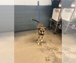 Small Akita-American Pit Bull Terrier Mix