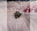 Small Photo #7 Chihuahua Puppy For Sale in SHERMAN, TX, USA