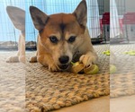 Nova - Female Shiba Inu-Siberian Husky Mix Dog for Adoption - Small photo