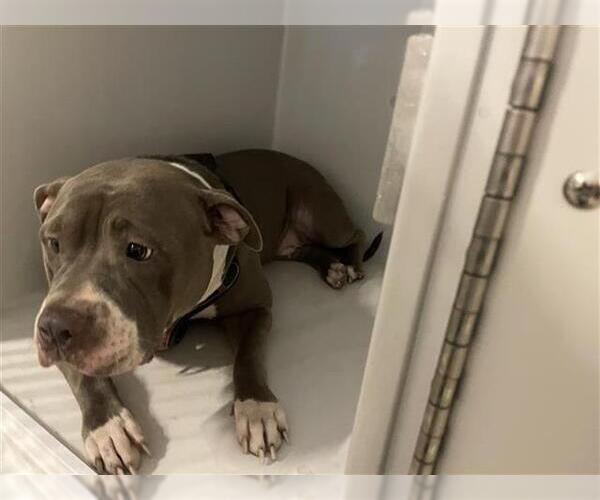 Medium Photo #1 Mutt Puppy For Sale in Houston, TX, USA