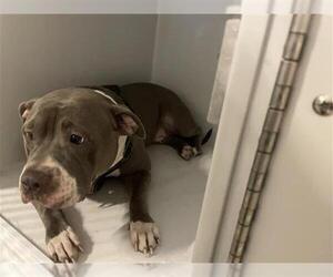 Mutt Dogs for adoption in Houston, TX, USA