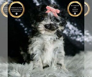 Maltipoo Puppy for sale in WARSAW, IN, USA