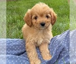 Small #1 Cavapoo (Miniature)