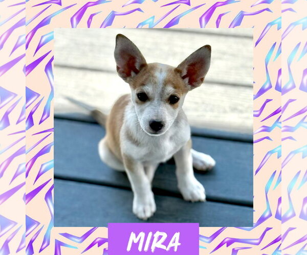 Medium Photo #1 Rat Terrier-Unknown Mix Puppy For Sale in Littleton, CO, USA