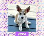 Small Rat Terrier Mix