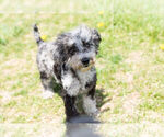 Small #9 Poodle (Toy)