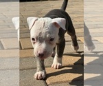 Puppy Ash American Bully