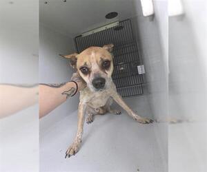 Mutt Dogs for adoption in Houston, TX, USA