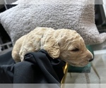 Small Photo #7 Goldendoodle Puppy For Sale in PORTLAND, OR, USA